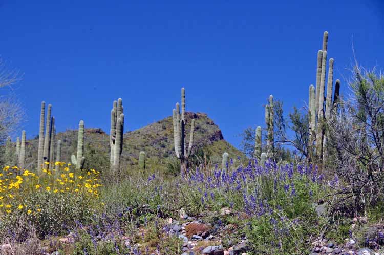 saguaro on hillside